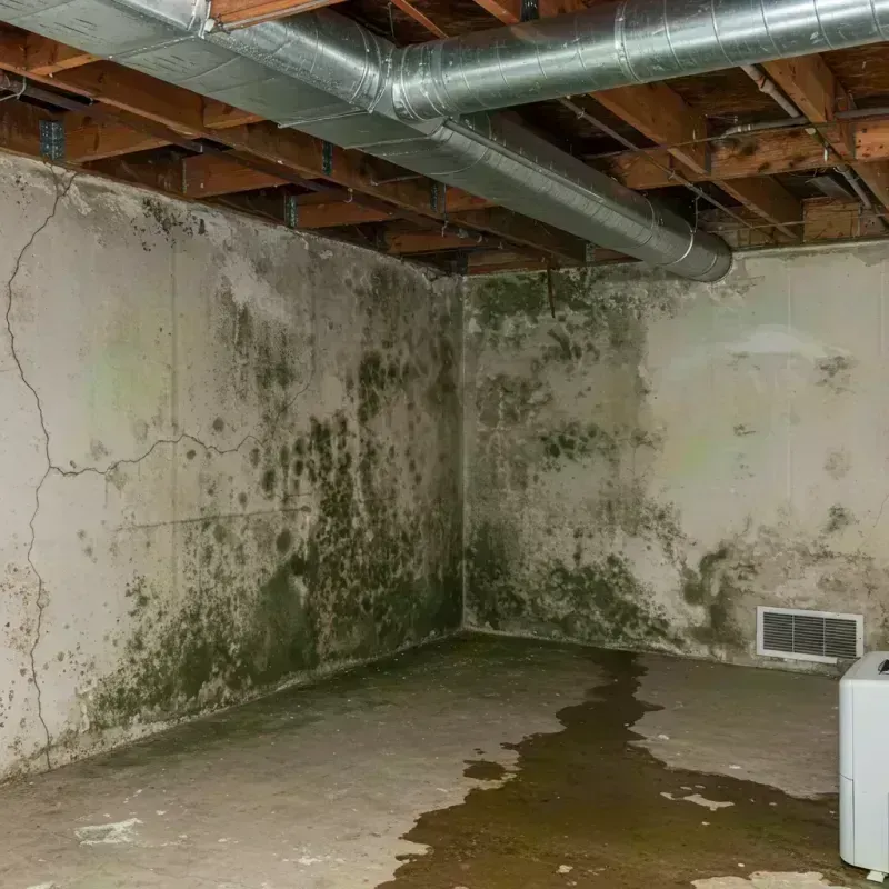 Professional Mold Removal in Escobares, TX